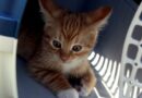 Caisse de transport pour chat