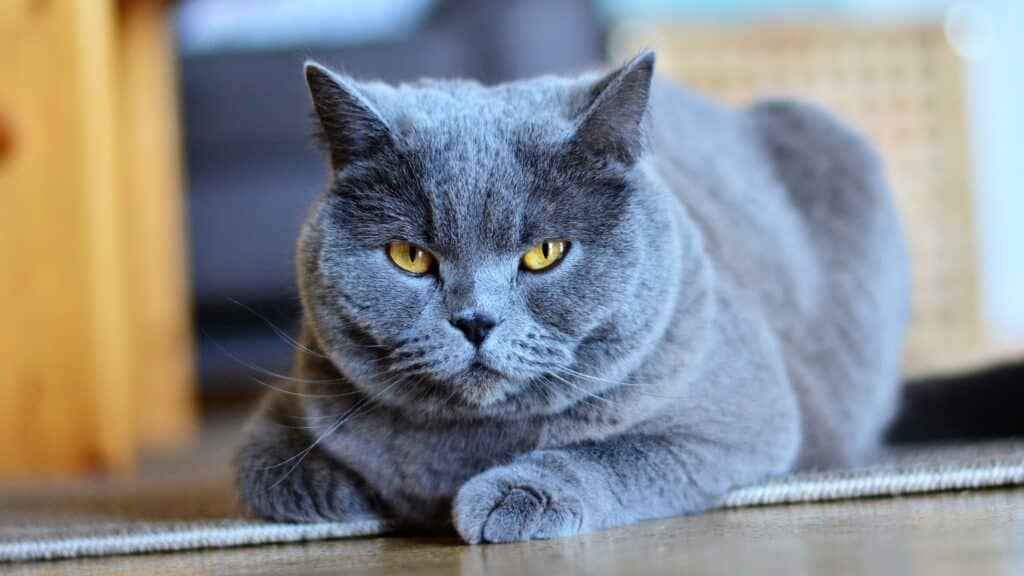 Chartreux