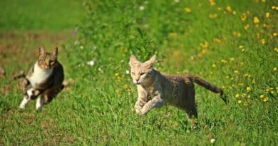 Chat chasseur