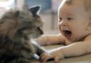 Chat et bébé