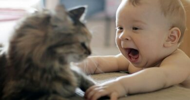 Chat et bébé