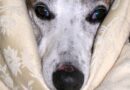 Coronavirus du chien