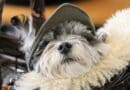 Couchage pour chien