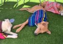 Coup de chaleur chien que faire