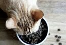 Croquettes pour chat