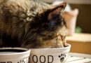 Croquettes sans céréales pour chat