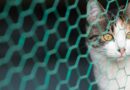 Filet de protection chat