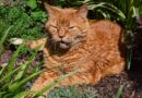 Fin de vie du chat