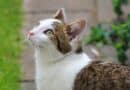Gale des oreilles chat