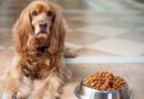 Gamelle pour chien