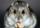 Hamster russe