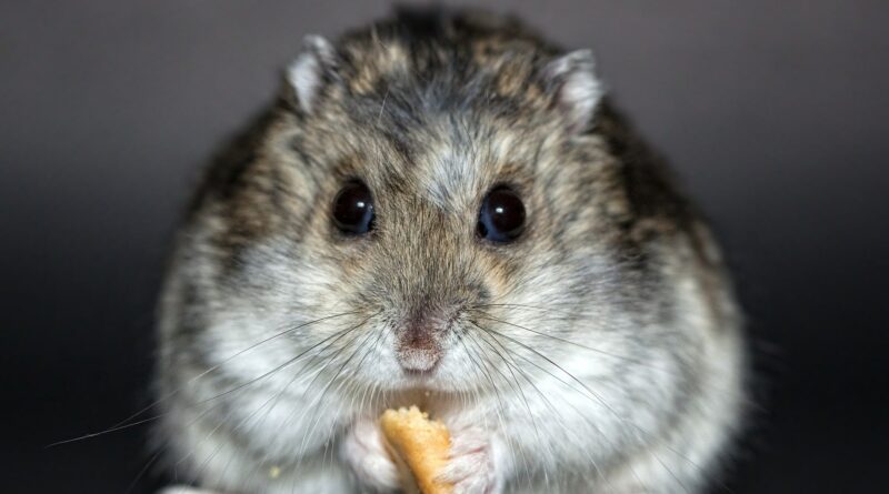 Hamster russe