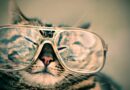 Intelligence du chat