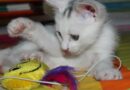 Jouet pour chat