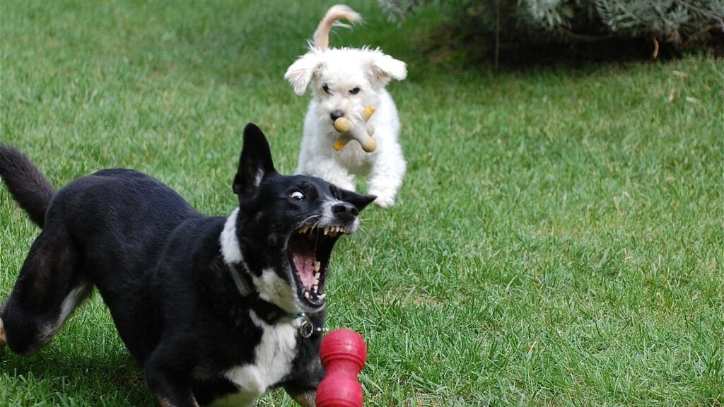 Kong pour chien