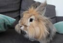 Lapin angora