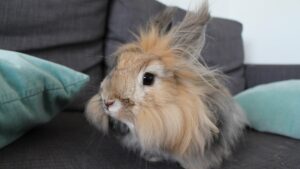 Lapin angora