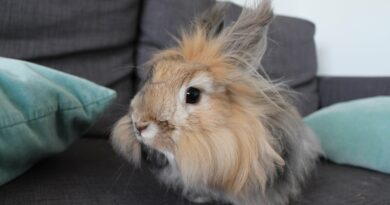 Lapin angora