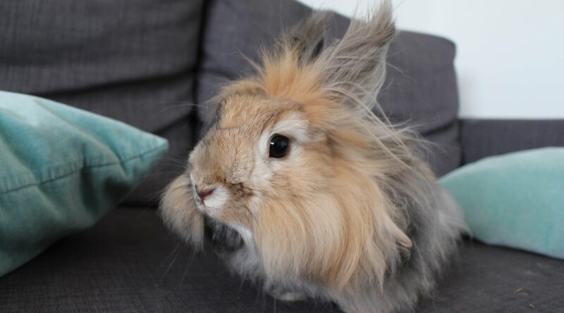 Lapin angora