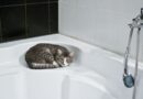Laver un chat