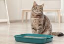 Litière pour chat