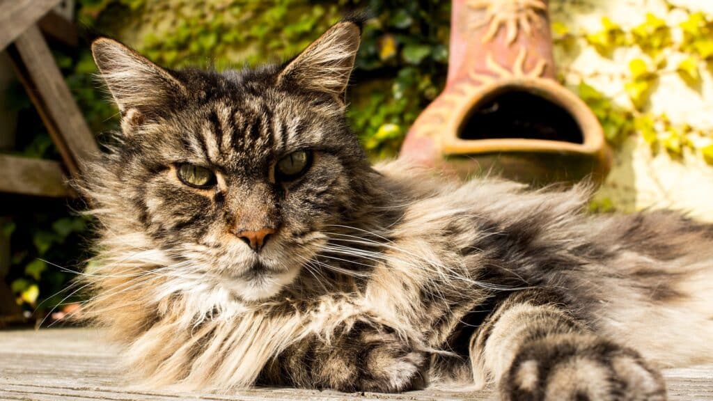 Maine Coon