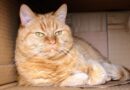 Niche pour chat