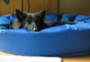 Panier pour chien