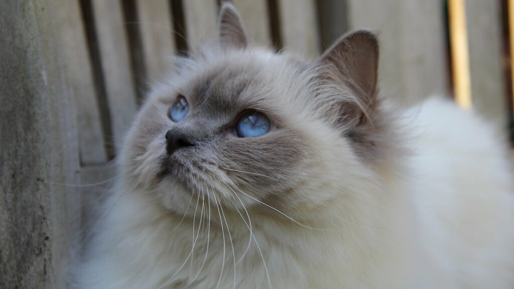 Ragdoll