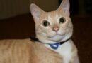 Rendre un chat heureux