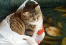 Sac de transport chat