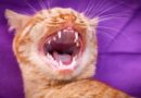 Soins dentaires du chat