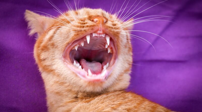 Soins dentaires du chat