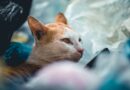 Vers chez le chat