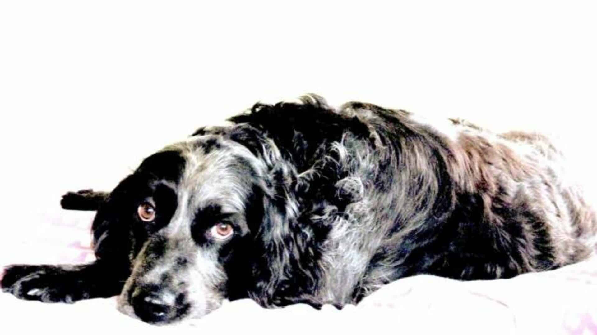 adopter Épagneul bleu de Picardie