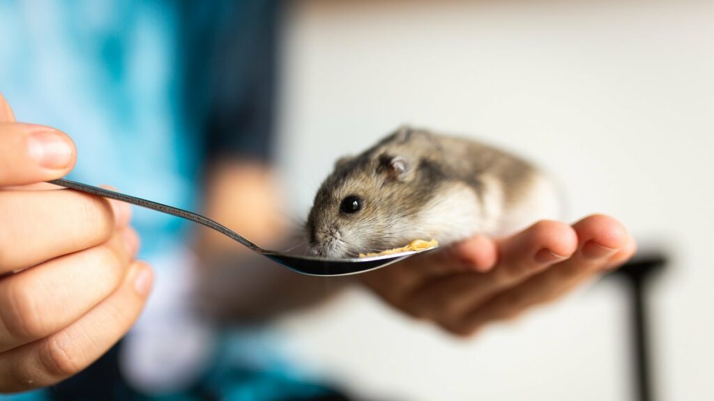 alimentation Hamster russe