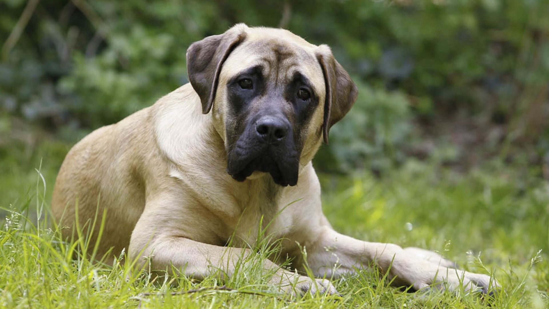 caractère Bullmastiff