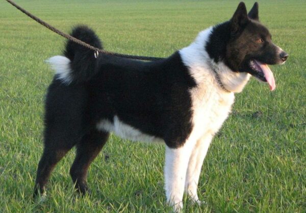 caractère Chien d’ours de Carélie