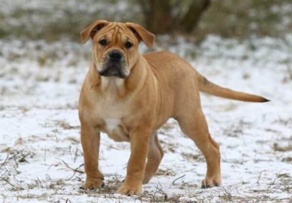 caractère Dogue de Majorque