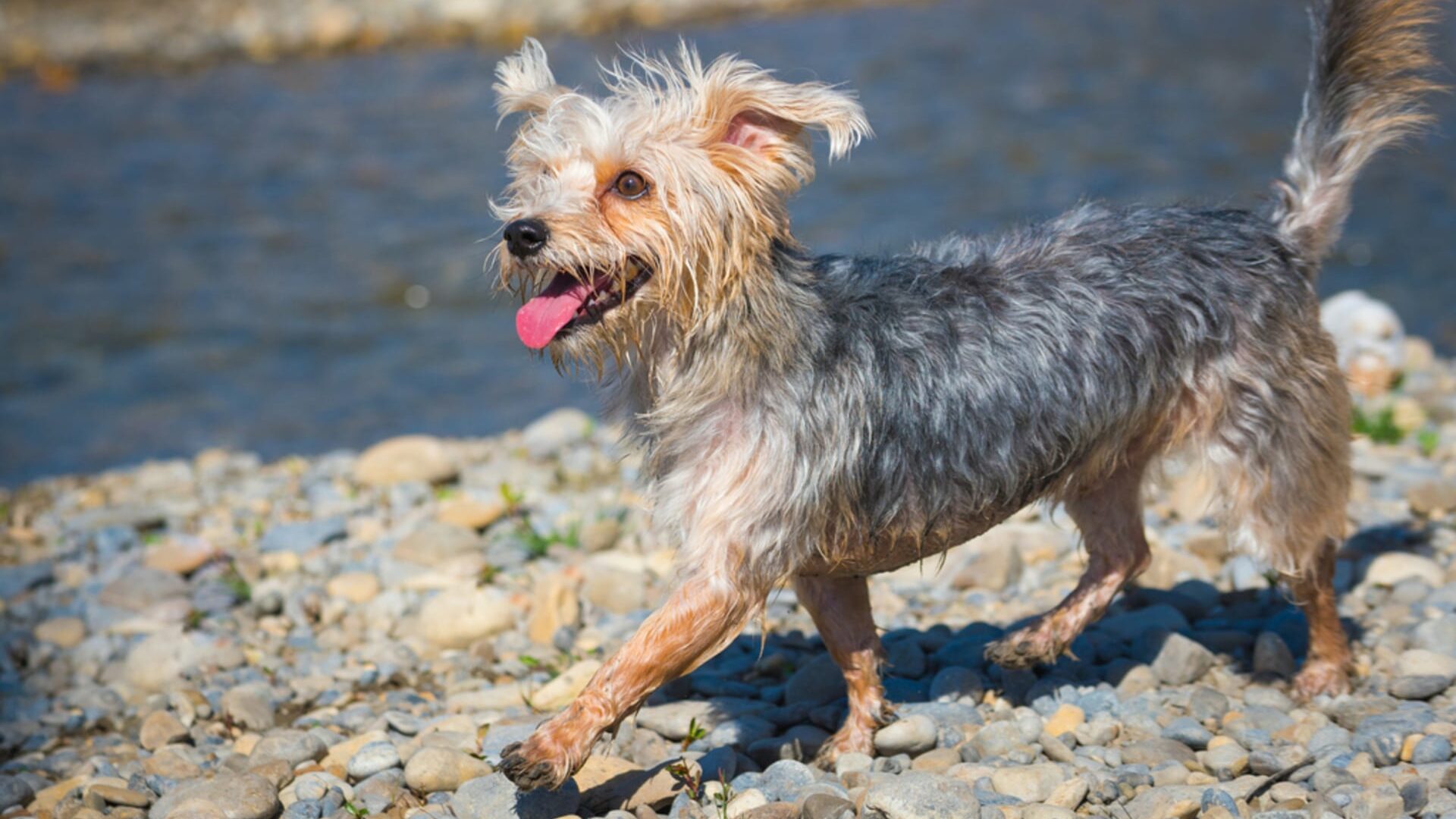 caractère Morkie