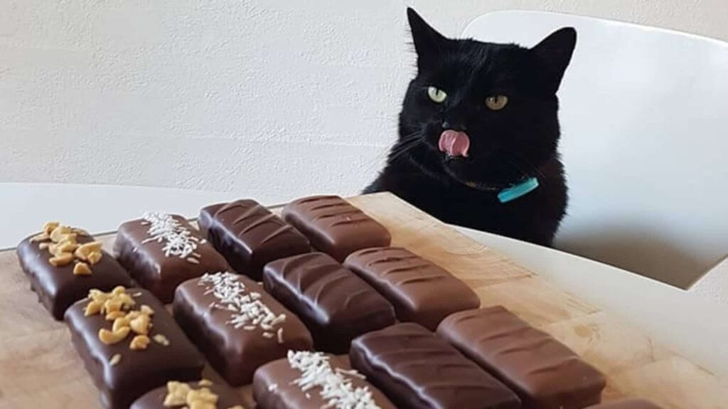 chat et chocolat danger