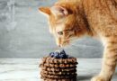chat et chocolat