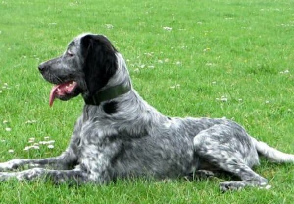 chien Épagneul bleu de Picardie