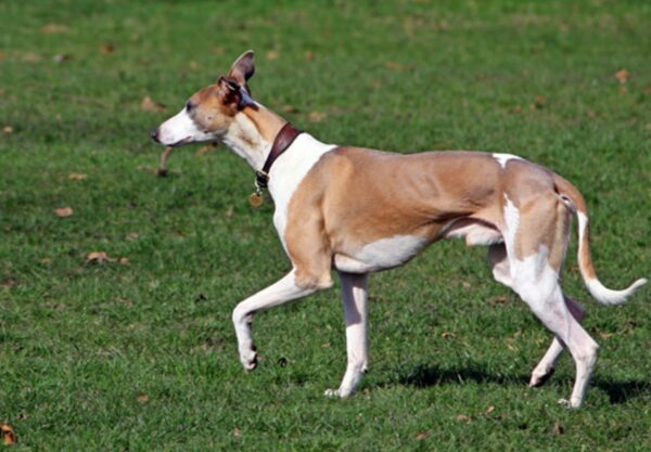 chien Whippet