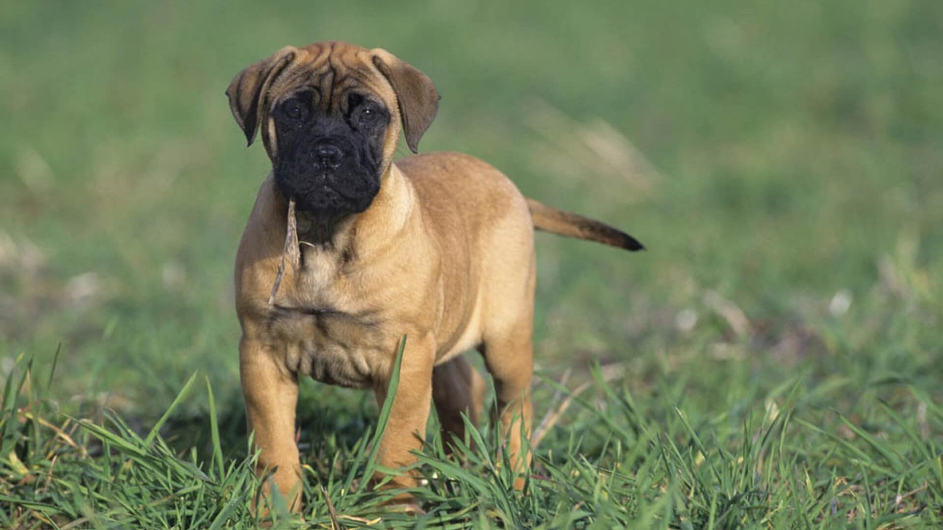 chiot Bullmastiff