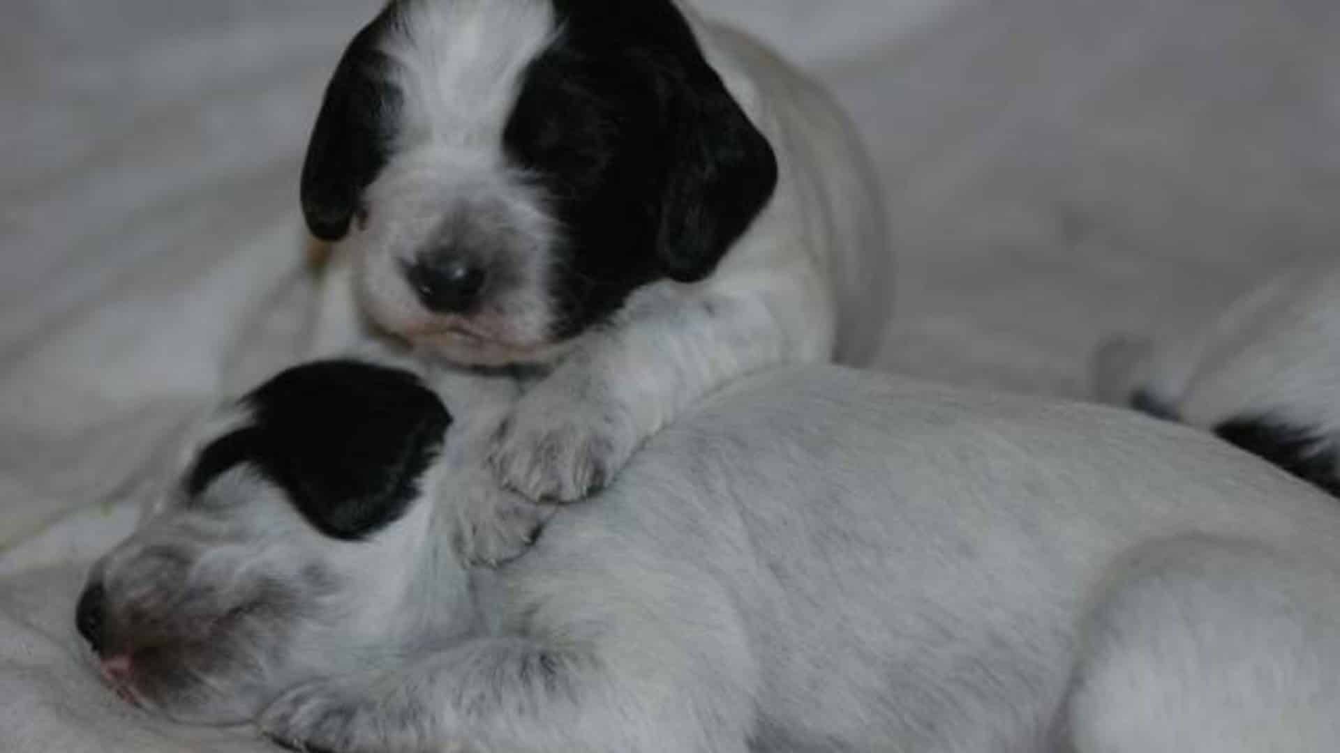 chiots Épagneul bleu de Picardie