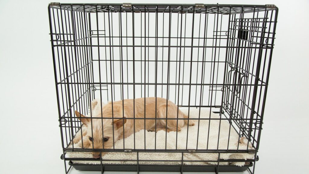 choisir Cage de transport chien