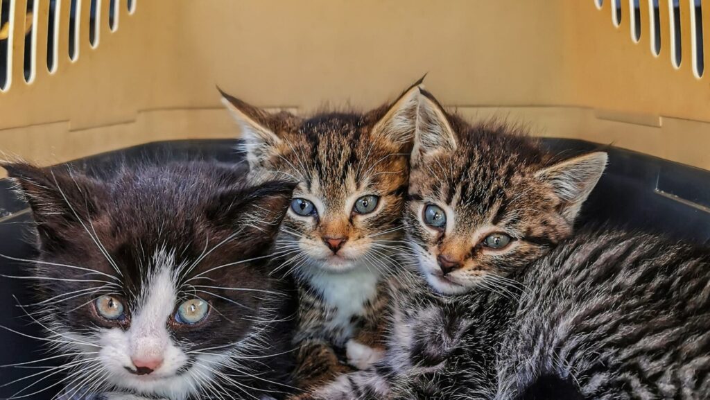 choisir Caisse de transport pour chat