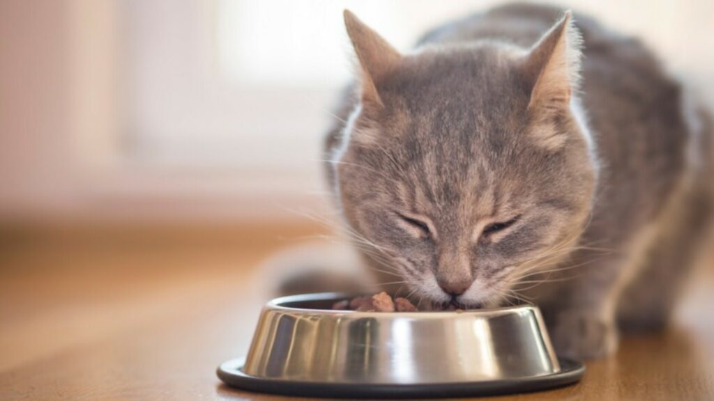 choisir des Croquettes pour chat