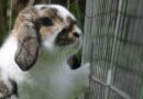 choisir un Cage pour lapin